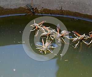 Wasps Polistes drink water. Wasps drink water from the pan, swim