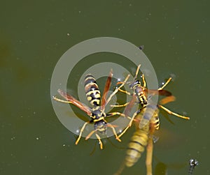 Wasps Polistes drink water. Wasps drink water from the pan, swim