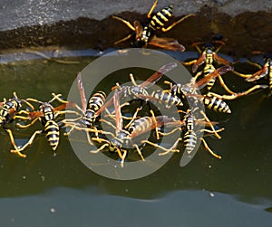 Wasps Polistes drink water. Wasps drink water from the pan, swim