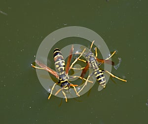 Wasps Polistes drink water. Wasps drink water from the pan, swim