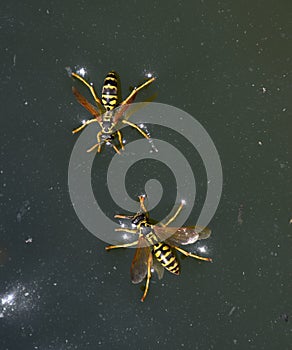 Wasps Polistes drink water. Wasps drink water from the pan, swim