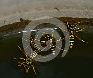 Wasps Polistes drink water. Wasps drink water from the pan, swim