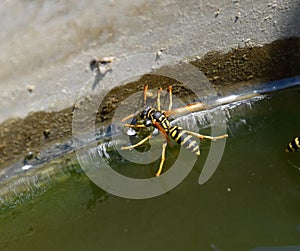 Wasps Polistes drink water. Wasps drink water from the pan, swim