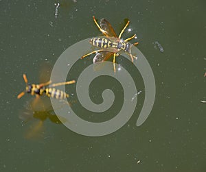 Wasps Polistes drink water. Wasps drink water from the pan, swim