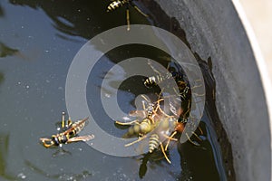 Wasps Polistes drink water. Wasps drink water from the pan, swim on the surface of the water, do not sink.