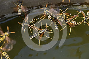 Wasps Polistes drink water. Wasps drink water from the pan, swim on the surface of the water, do not sink.