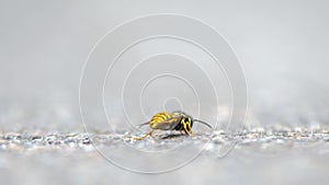 The wasps sit on the surface of the earth.
