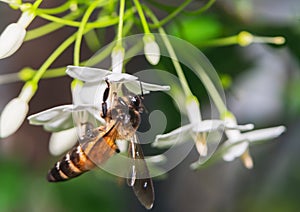 Wasps suck nectar from flower pollen as food photo