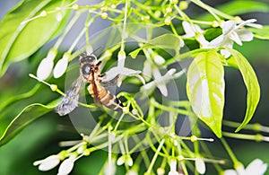 Wasps sucking nectar from flowers photo
