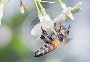 Wasps sucking nectar from flowers photo