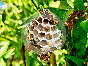 Wasps Tending Nest With Maturing Larvae Visible in One Open Cell