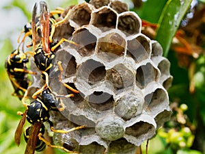 Wasps Tending Nest With Maturing Larvae Visible in One Open Cell