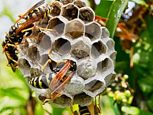 Wasps Tending Nest With Maturing Larvae Visible in One Open Cell