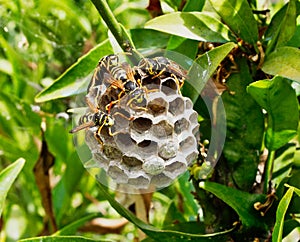 Wasps Tending Nest With Maturing Larvae Visible in One Open Cell