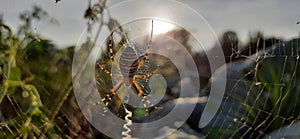 Waspspider spider nature