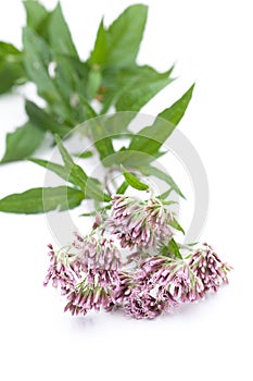 Wasserdost Eupatorium cannabinum lying on white background