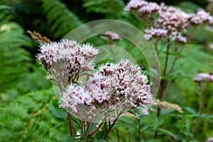 Wasserdost (Eupatorium purpureum) in Sauerland