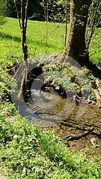 wasserloch bach wasser water sun sonne green gruen natur nature photo