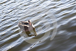 Wasservogel Gans,Tier Vogel Schwan,background