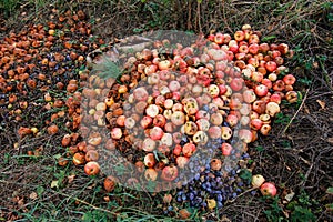 Waste from autumn harvest