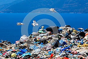 Waste disposal site with seagulls scavenging for food