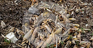 Waste of food, left behind corncob in the mud photo