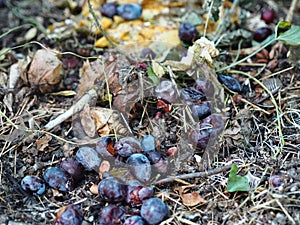 Waste free production of natural organic fertilizer. Compost heap in the garden with rotting vegetables