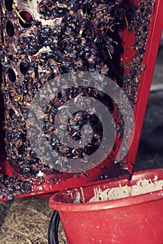 Waste after grapes crushing. Domestic wine-making.