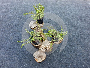 The waste material plants can be used as plant pot holders photo