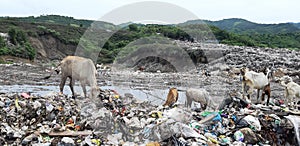 Waste plastick pollution