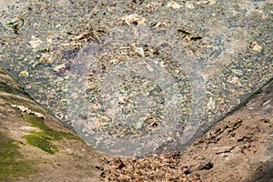 Waste pond and green algae.