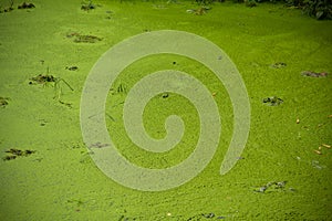 Waste pond and green algae.