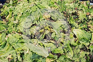 Waste from the remaining crop of the harvest.