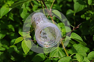 Waste and rubbish in the forest. Plastic glass.