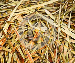 Waste from sugar production - sugar cane peels