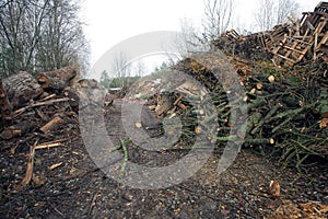 waste wood waste pallets firewood wood chips plywood for processing into chips stacked in a pile