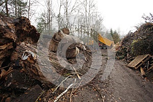 waste wood waste pallets firewood wood chips plywood for processing into chips stacked in a pile