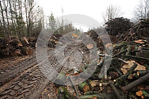 waste wood waste pallets firewood wood chips plywood for processing into chips stacked in a pile