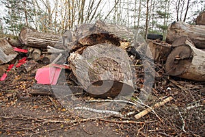 waste wood waste pallets firewood wood chips plywood for processing into chips stacked in a pile