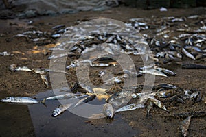 Wasted fish in the fishing port of Ericeira