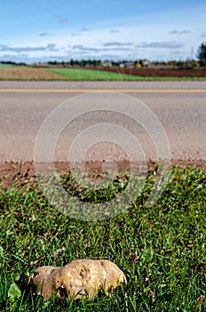 Wasted potato on the side of the road that has fallen off a truck