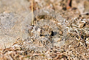 Wasteland cricket in natural environment. Insect close-up