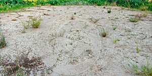 Wasteland with dry grass.