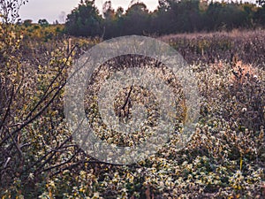 wasteland full of weeds - landscape