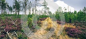 wasteland with the remains of a pine forest