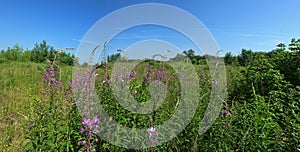 Wasteland with shrubs and flowering bay willow