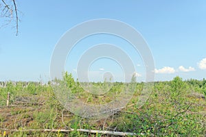 The wastelands from the forest fire in 2010 are overgrown with birches in central Russia