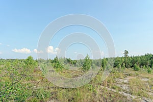 The wastelands from the forest fire in 2010 are overgrown with birches in central Russia