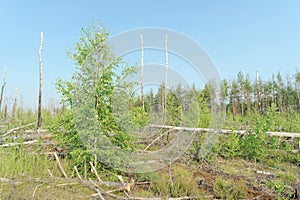 The wastelands from the forest fire in 2010 are overgrown with birches in central Russia