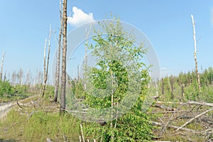 The wastelands from the forest fire in 2010 are overgrown with birches in central Russia